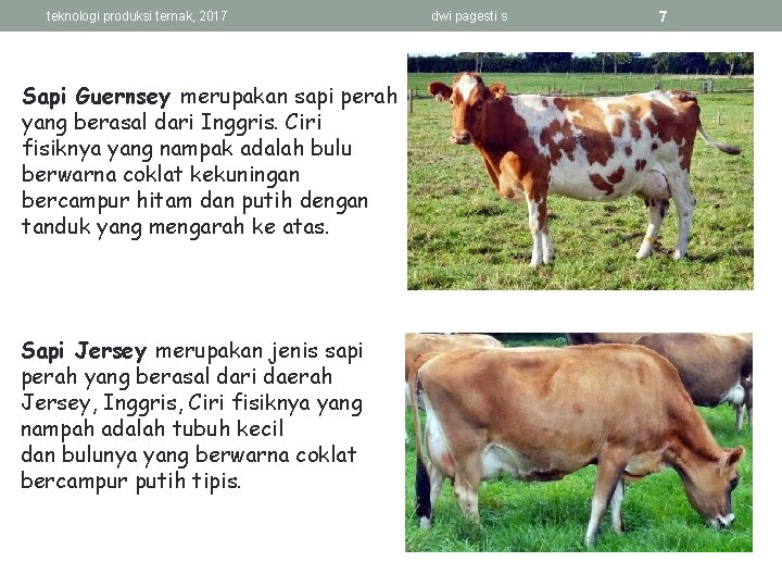 teknologi produksi ternak, 2017 Sapi Guernsey merupakan sapi perah yang berasal dari Inggris. Ciri