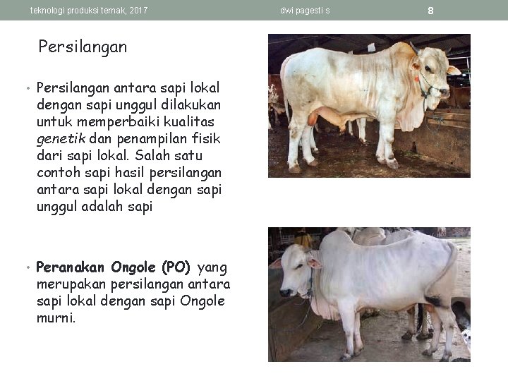 teknologi produksi ternak, 2017 Persilangan • Persilangan antara sapi lokal dengan sapi unggul dilakukan