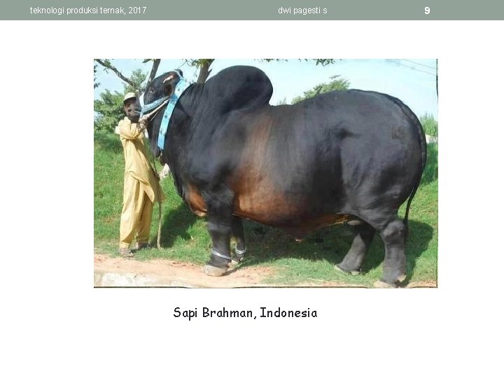 teknologi produksi ternak, 2017 dwi pagesti s Sapi Brahman, Indonesia 9 