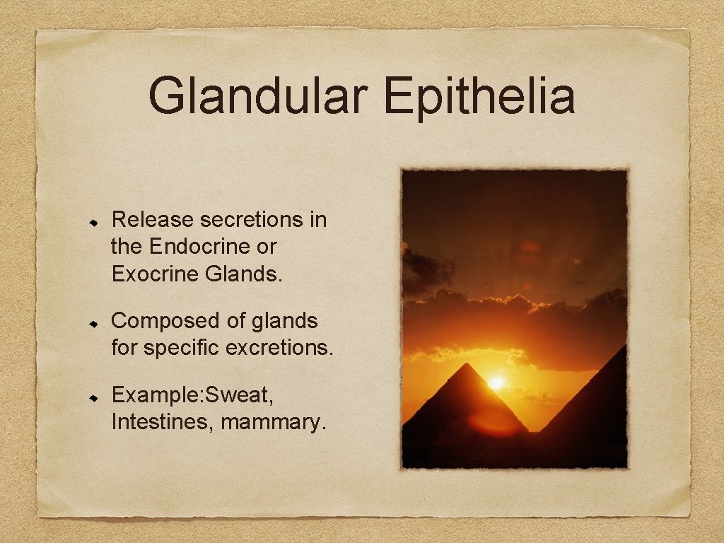 Glandular Epithelia Release secretions in the Endocrine or Exocrine Glands. Composed of glands for