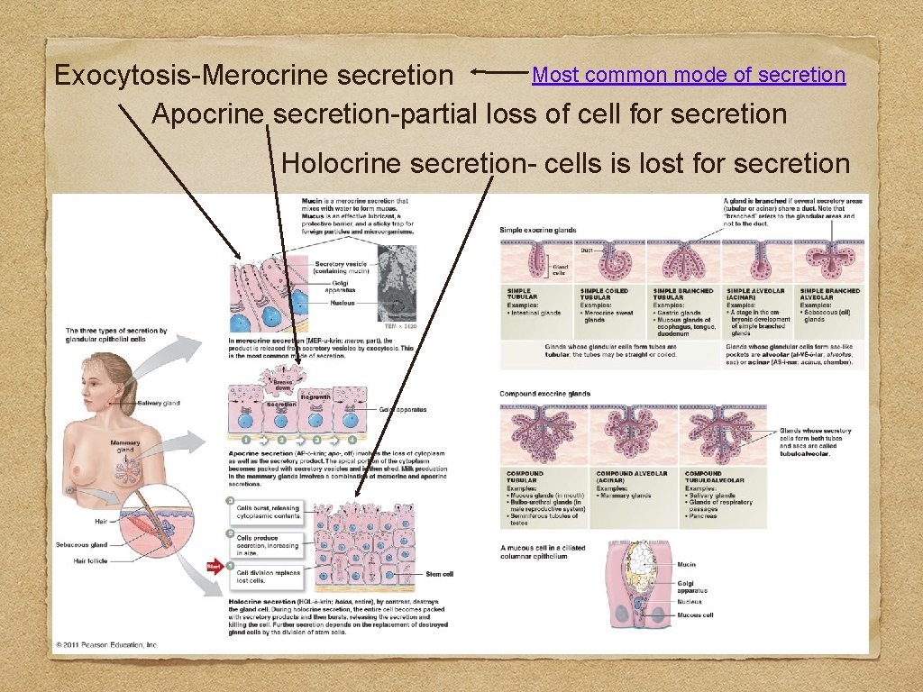 Most common mode of secretion Exocytosis-Merocrine secretion Apocrine secretion-partial loss of cell for secretion