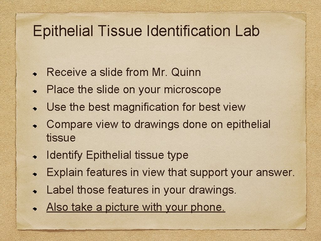 Epithelial Tissue Identification Lab Receive a slide from Mr. Quinn Place the slide on