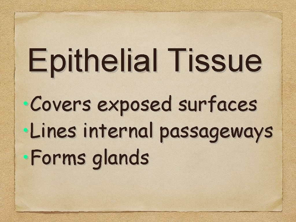 Epithelial Tissue • Covers exposed surfaces • Lines internal passageways • Forms glands 
