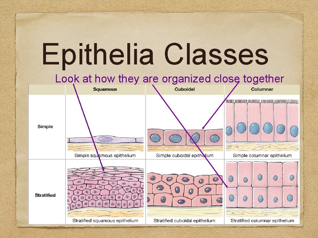 Epithelia Classes Look at how they are organized close together 