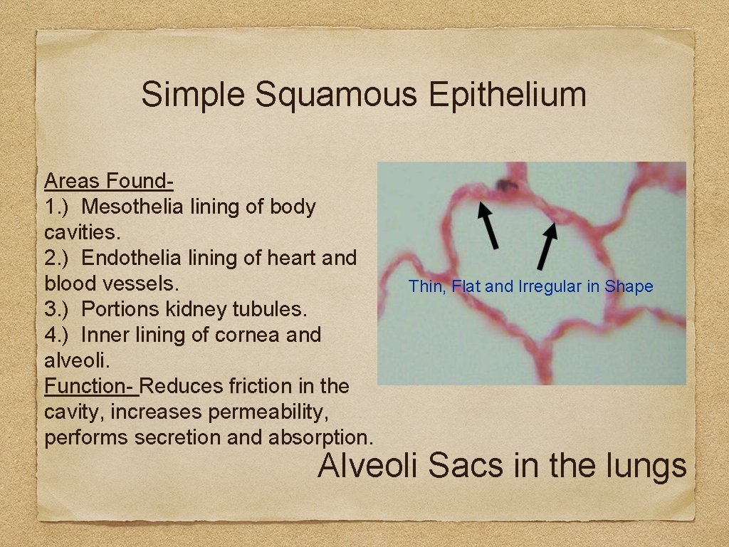 Simple Squamous Epithelium Areas Found 1. ) Mesothelia lining of body cavities. 2. )