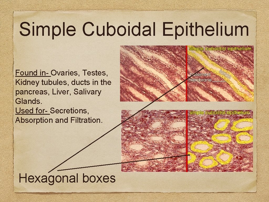 Simple Cuboidal Epithelium Found in- Ovaries, Testes, Kidney tubules, ducts in the pancreas, Liver,