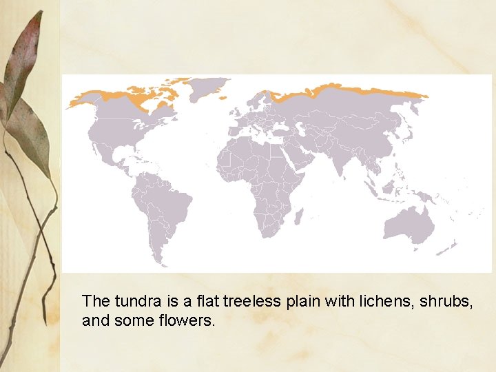 The tundra is a flat treeless plain with lichens, shrubs, and some flowers. 