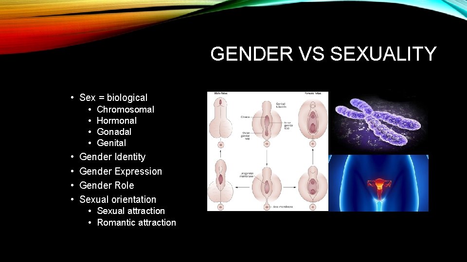 GENDER VS SEXUALITY • Sex = biological • Chromosomal • Hormonal • Gonadal • GENDER VS SEXUALITY • Sex = biological • Chromosomal • Hormonal • Gonadal •