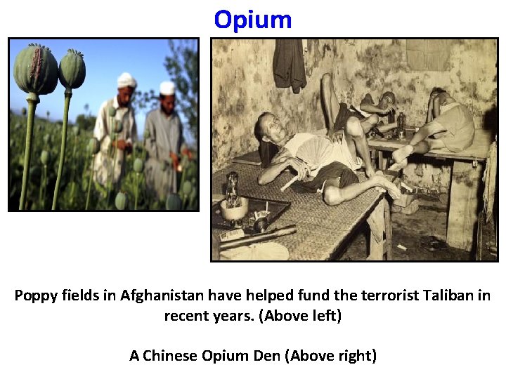 Opium Poppy fields in Afghanistan have helped fund the terrorist Taliban in recent years.