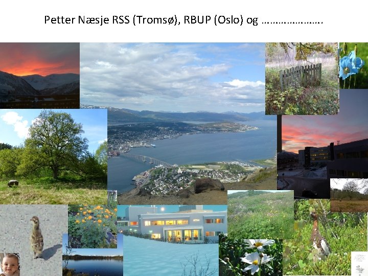 Petter Næsje RSS (Tromsø), RBUP (Oslo) og …………………. 2 