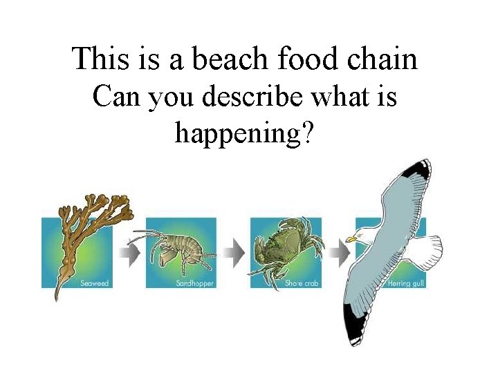 This is a beach food chain Can you describe what is happening? 