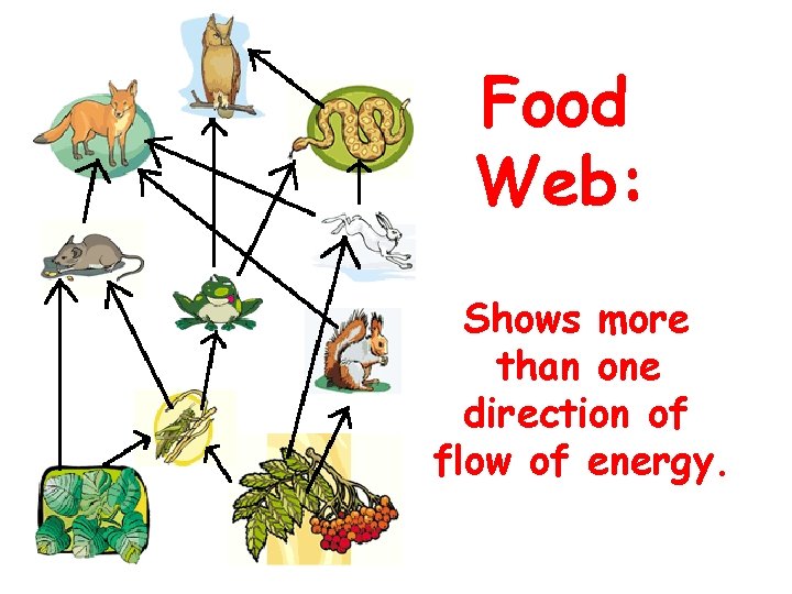 Food Web: Shows more than one direction of flow of energy. 