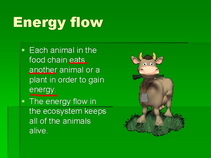 Energy flow § Each animal in the food chain eats another animal or a