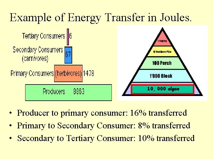 Example of Energy Transfer in Joules. 10, 000 algae • Producer to primary consumer: