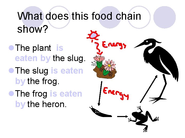 What does this food chain show? l The plant is eaten by the slug.
