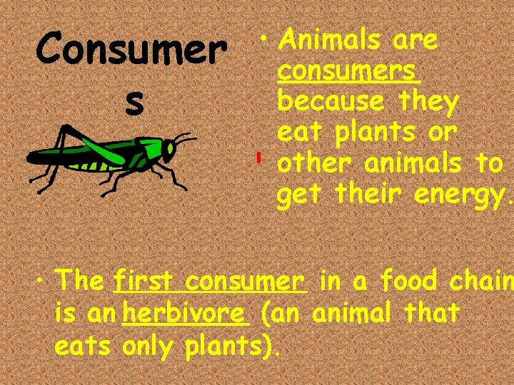 Consumer s • Animals are consumers because they eat plants or other animals to