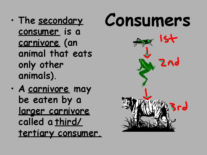  • The secondary consumer is a carnivore (an animal that eats only other