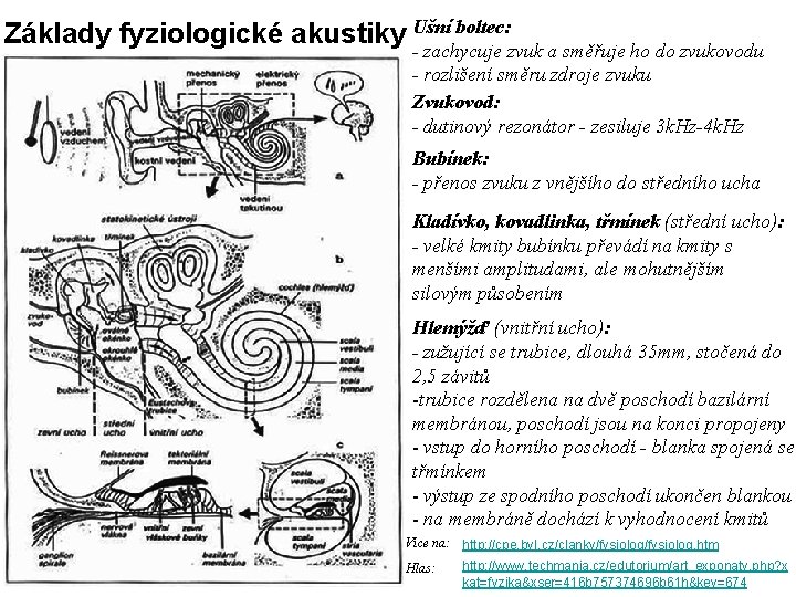 Základy fyziologické akustiky Ušní boltec: - zachycuje zvuk a směřuje ho do zvukovodu -