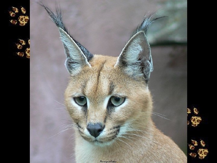 Le Caracal Le Caracal Est Un Mammifre Carnivore