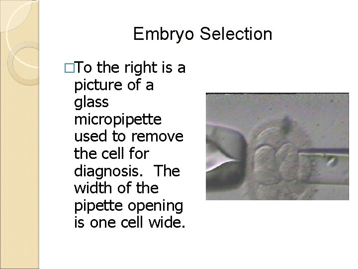 Embryo Selection �To the right is a picture of a glass micropipette used to