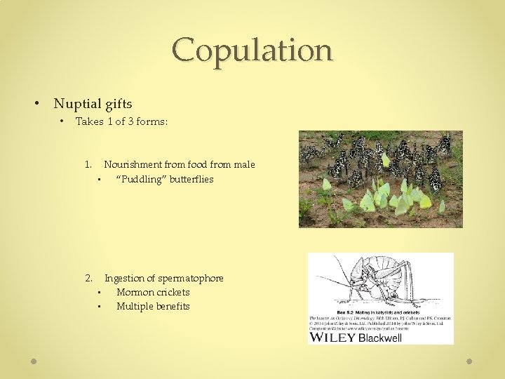 Copulation • Nuptial gifts • Takes 1 of 3 forms: 1. Nourishment from food Copulation • Nuptial gifts • Takes 1 of 3 forms: 1. Nourishment from food