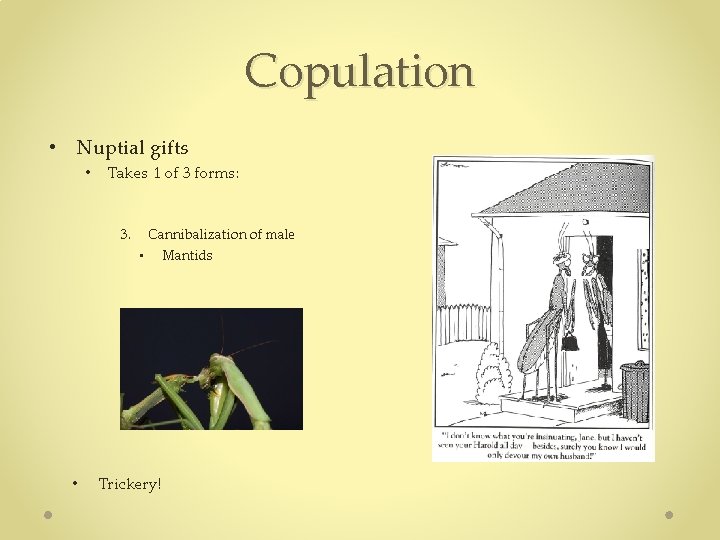 Copulation • Nuptial gifts • Takes 1 of 3 forms: 3. • Cannibalization of Copulation • Nuptial gifts • Takes 1 of 3 forms: 3. • Cannibalization of