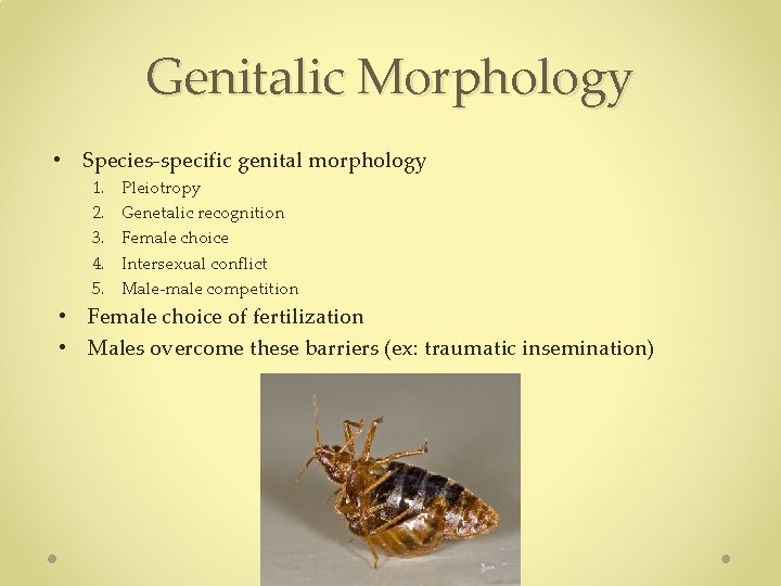 Genitalic Morphology • Species-specific genital morphology 1. 2. 3. 4. 5. Pleiotropy Genetalic recognition Genitalic Morphology • Species-specific genital morphology 1. 2. 3. 4. 5. Pleiotropy Genetalic recognition