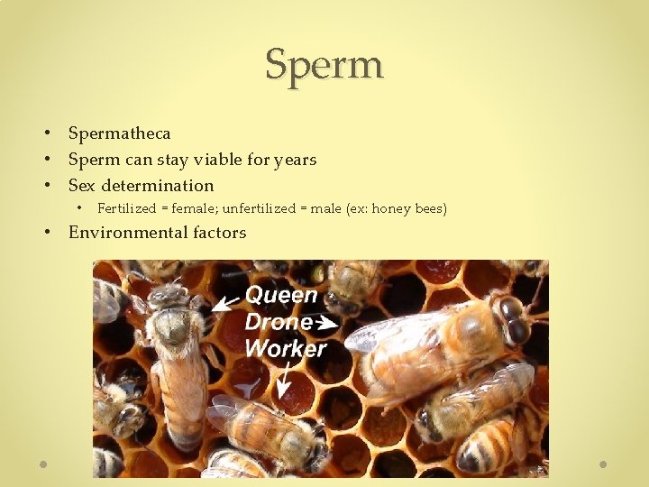 Sperm • Spermatheca • Sperm can stay viable for years • Sex determination • Sperm • Spermatheca • Sperm can stay viable for years • Sex determination •