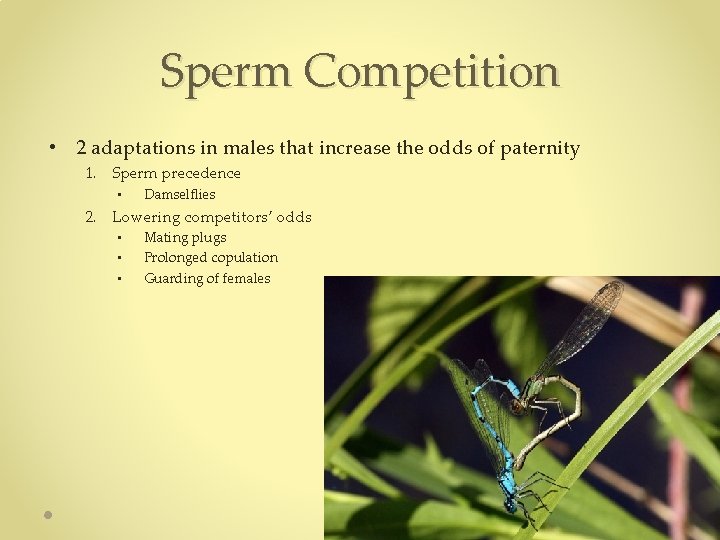 Sperm Competition • 2 adaptations in males that increase the odds of paternity 1. Sperm Competition • 2 adaptations in males that increase the odds of paternity 1.