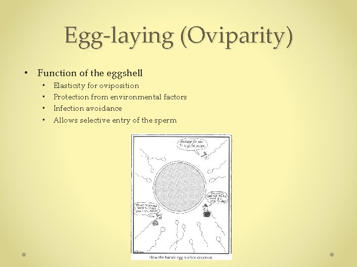 Egg-laying (Oviparity) • Function of the eggshell • • Elasticity for oviposition Protection from Egg-laying (Oviparity) • Function of the eggshell • • Elasticity for oviposition Protection from