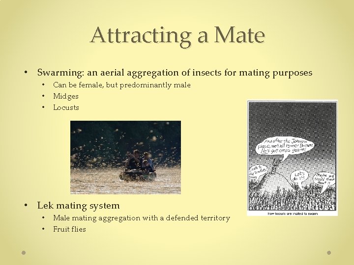 Attracting a Mate • Swarming: an aerial aggregation of insects for mating purposes • Attracting a Mate • Swarming: an aerial aggregation of insects for mating purposes •