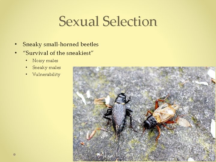 Sexual Selection • Sneaky small-horned beetles • “Survival of the sneakiest” • • • Sexual Selection • Sneaky small-horned beetles • “Survival of the sneakiest” • • •