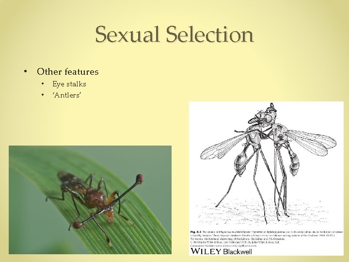 Sexual Selection • Other features • • Eye stalks ‘Antlers’ Sexual Selection • Other features • • Eye stalks ‘Antlers’