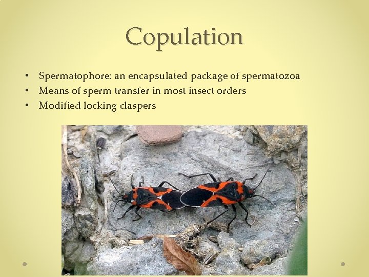 Copulation • Spermatophore: an encapsulated package of spermatozoa • Means of sperm transfer in Copulation • Spermatophore: an encapsulated package of spermatozoa • Means of sperm transfer in