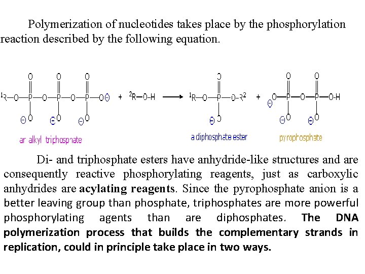  Polymerization of nucleotides takes place by the phosphorylation reaction described by the following