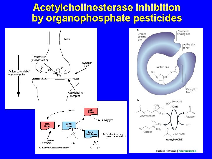 Acetylcholinesterase inhibition by organophosphate pesticides 