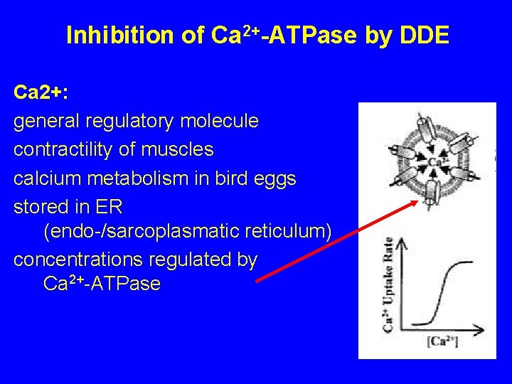 Inhibition of Ca 2+-ATPase by DDE Ca 2+: general regulatory molecule contractility of muscles