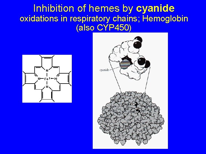 Inhibition of hemes by cyanide oxidations in respiratory chains; Hemoglobin (also CYP 450) 