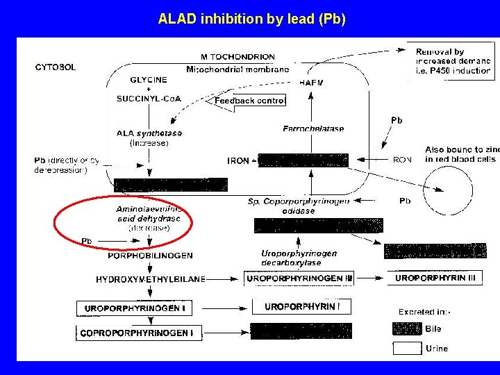 ALAD inhibition by lead (Pb) 