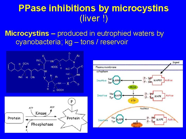 PPase inhibitions by microcystins (liver !) Microcystins – produced in eutrophied waters by cyanobacteria;