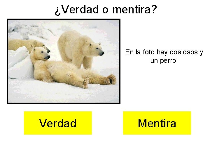 ¿Verdad o mentira? En la foto hay dos osos y un perro. Verdad Mentira