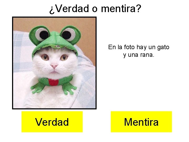 ¿Verdad o mentira? En la foto hay un gato y una rana. Verdad Mentira