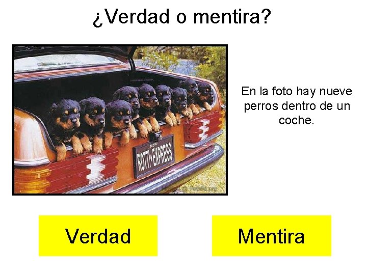 ¿Verdad o mentira? En la foto hay nueve perros dentro de un coche. Verdad