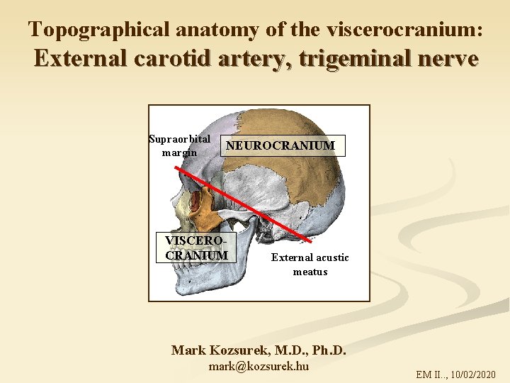 Topographical anatomy of the viscerocranium: External carotid artery, trigeminal nerve Supraorbital margin NEUROCRANIUM VISCEROCRANIUM
