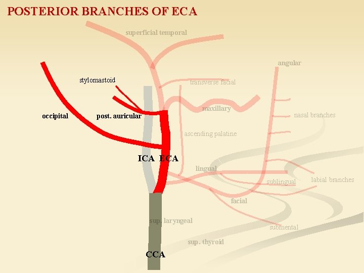 POSTERIOR BRANCHES OF ECA superficial temporal angular stylomastoid occipital transverse facial maxillary post. auricular