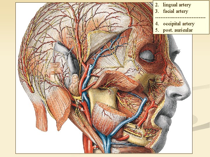 2. lingual artery 3. facial artery --------------4. occipital artery 5. post. auricular 5. 4.