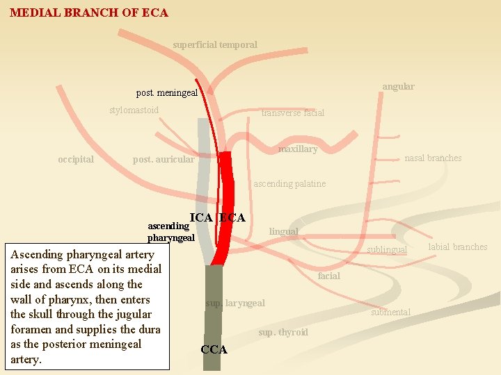 MEDIAL BRANCH OF ECA superficial temporal angular post. meningeal stylomastoid occipital transverse facial maxillary