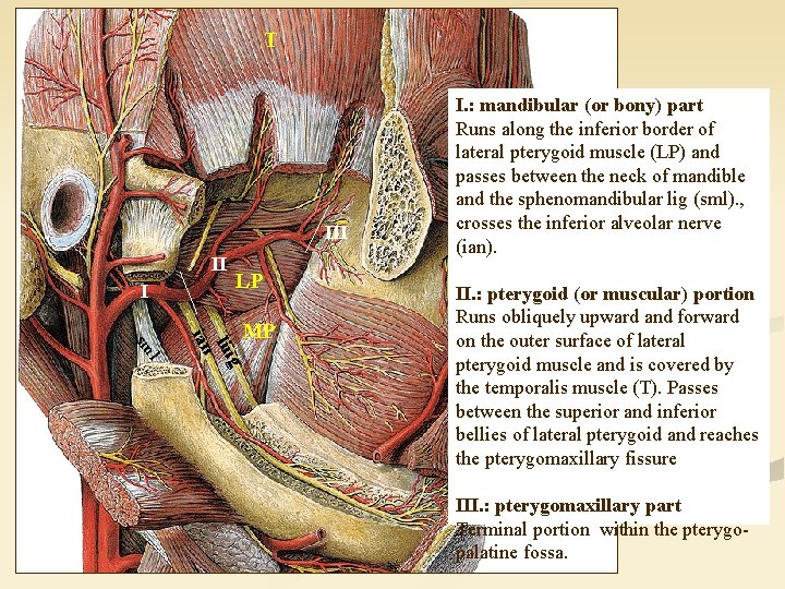 T III II I LP g lin ian l sm MP I. : mandibular