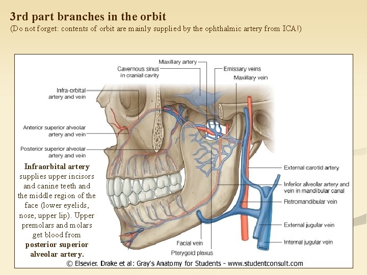 3 rd part branches in the orbit (Do not forget: contents of orbit are