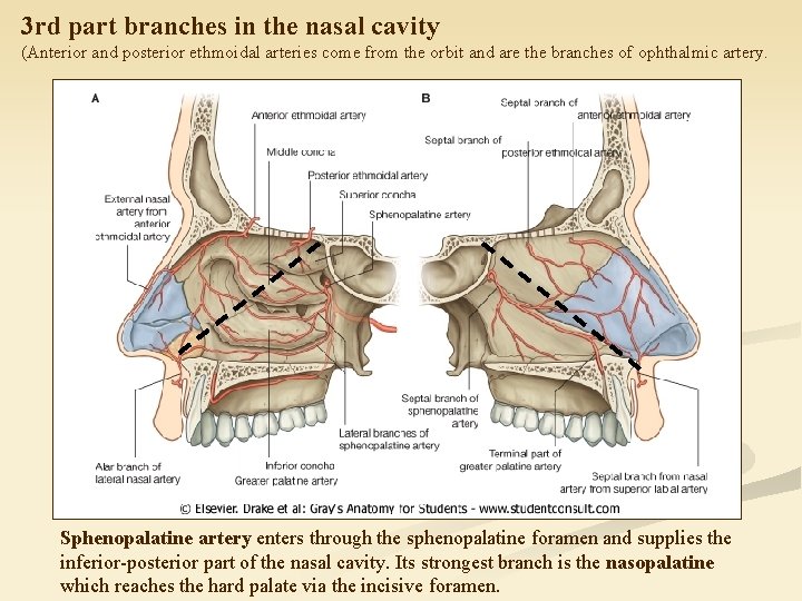 3 rd part branches in the nasal cavity (Anterior and posterior ethmoidal arteries come